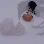 Highlight for Album: Magpie